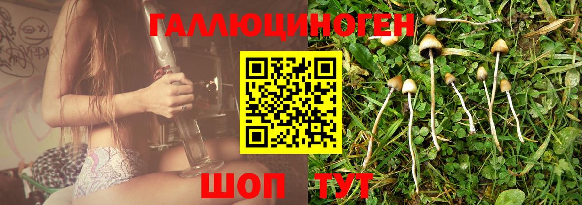 Хасавюрт  Галлюциногенные грибы Psilocybine cubensis  Вход с VPN 
